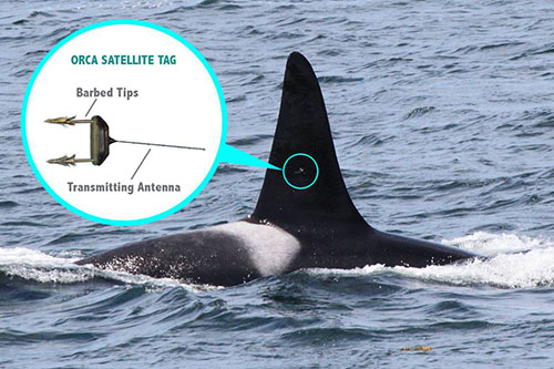 OrcaSatelliteTag