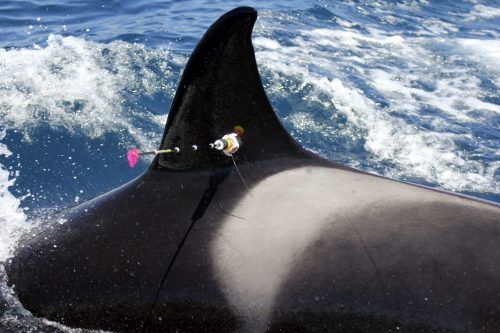orca-marcada-FUNDACION-LORO-PARQUE